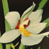 Miltoniopsis species-Miltoniopsis  vrste