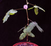 Mimosa pudica-sramežljivka