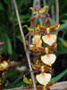 Odontocidium hybrid-Odontocidijum