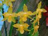 Odontoglossum hybrid-Odontoglosum hibrid