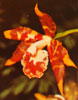Odontoglossum species-Odontoglosum vrste
