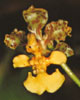 Oncidium species-Oncidijum vrste