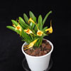 Masdevallia sp.-Masdevalija