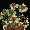 Oxalis deppei-zajčja deteljica