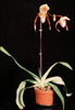 Paphiopedilum hybrid-Pafiopedilum hibrid