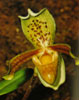 Paphiopedilum insigne-okrasni pafiopedilum