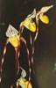 Paphiopedilum philippinense-filipinski pafiopedil