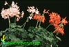 Pelargonium peltatum-Bršlinka