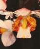 Phaius species-Fajus vrste