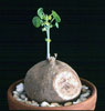 Euphorbia orbiculifolia-
