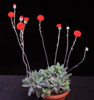 Senecio abyssinicus-gomoljasti grint