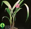 Spathoglottis species-Spatoglotis