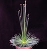 Syngonanthus chrysanthus Mikado-Mikado