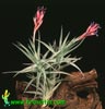 Tillandsia aeranthos-Tilancija erantos