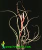 Tillandsia baileyi-Bulbasta tilancija