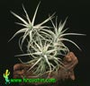 Tillandsia bergerii-Tilancija bergeri