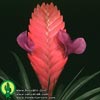 Tillandsia cyanea - Velecvetna tilancija