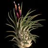 Tillandsia ionantha - Rozetasta tilancija