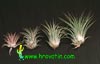 Tillandsia ionantha - Rozetasta tilancija