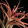 Tillandsia ionantha 'Fuego' - Ognjenordeča tilancija