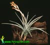 Tillandsia ixioides - Tilancija iksioides