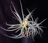 Tillandsia ixioides-Tilancija iksioides