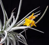 Tillandsia ixioides - Tilancija iksioides