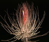 Tillandsia magnusiana-