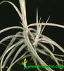 Tillandsia schiedeana-