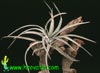 Tillandsia sphaerocephala-Tilancija sferocefala