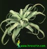 Tillandsia streptophylla -  