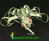 Tillandsia streptophylla -  
