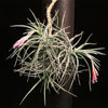 Tillandsia tenuifolia-