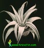 Tillandsia xerografica-Tilancija kserografika
