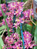 Wilsonara hybrid-vijioličasta vilsonara