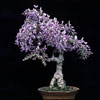 Wisteria sinensis-kitajska visterija