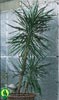 Yucca aloifolia-Alojasta juka