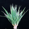 Yucca variegata -Navadna juka