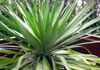 Yuca gloriosa-