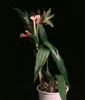 Zygopetalum species-Vrsta Zigopetalum