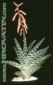 Aloe variegata - Progasta aloja, Tigrasta aloja Aloe variegata - Progasta aloja, Tigrasta aloja