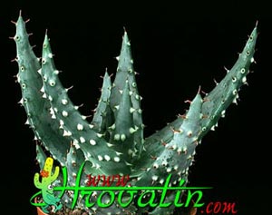Aloe prinslooi - Aloe prinslooi -