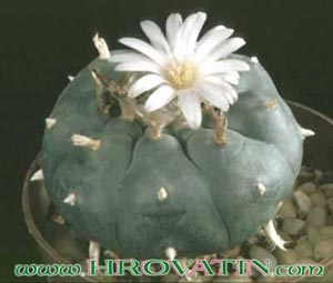 Lophophora williamsii - Omamni kaktus - pejotl Lophophora williamsii - Omamni kaktus - pejotl