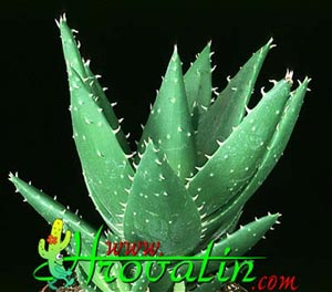 Aloe mitriformis - Aloe mitriformis -