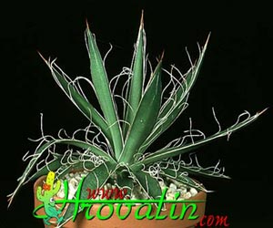 Agave filifera - Nitasta agava Agave filifera - Nitasta agava