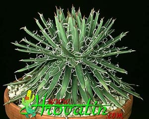 Agave parviflora - Agava Agave parviflora - Agava