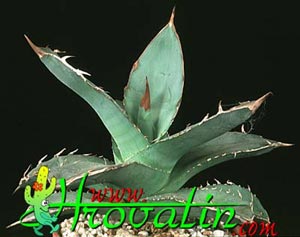 Agave parryi - Agava Agave parryi - Agava