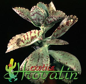 Kalanchoe marmorata - Kalanchoe marmorata -