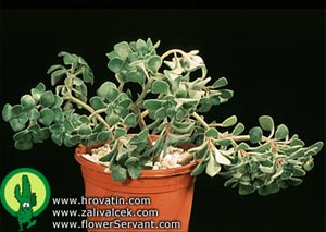 Aeonium viscatum - Aeonium viscatum -