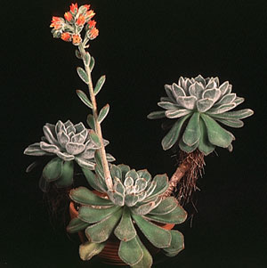Echeveria setosa - Kosmata eševerija Echeveria setosa - Kosmata eševerija